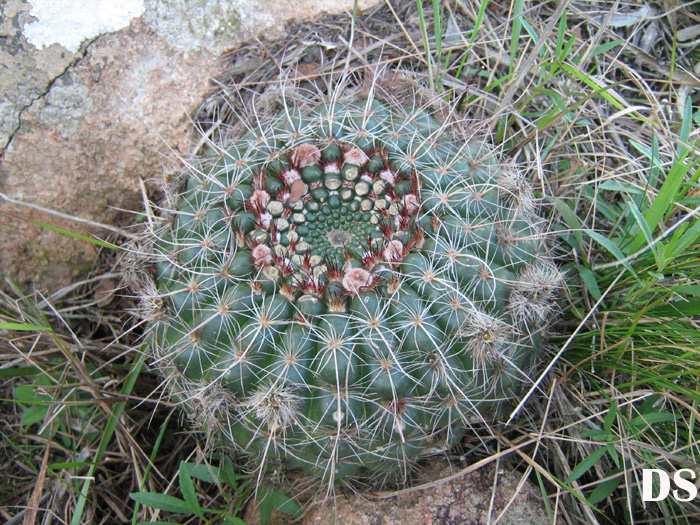 Parodia concinna