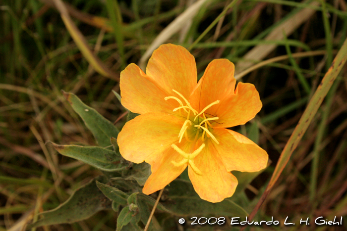 Oenothera affinis