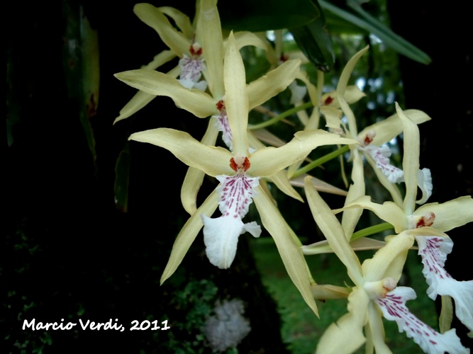 Miltonia flavescens