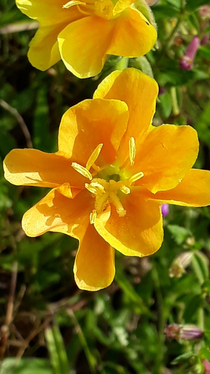 Oenothera affinis