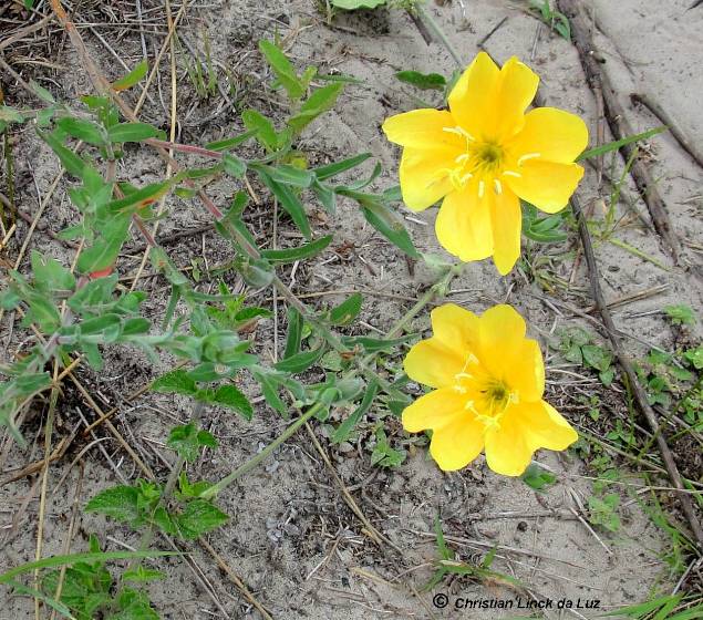 Oenothera affinis