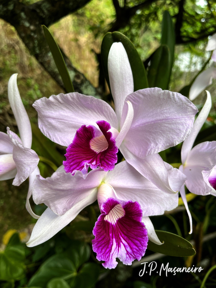 Cattleya purpurata