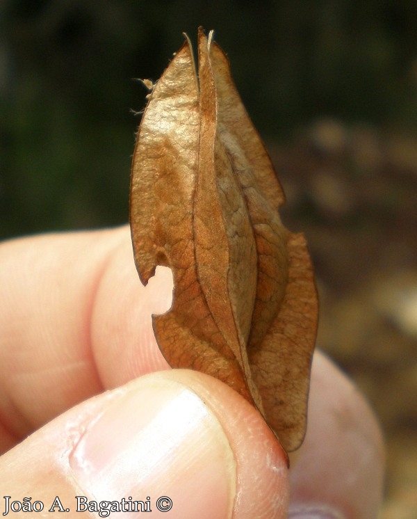 Combretum fruticosum