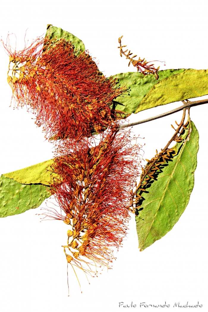 Combretum fruticosum