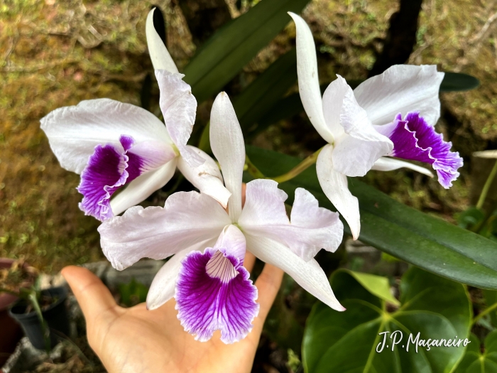 Cattleya purpurata