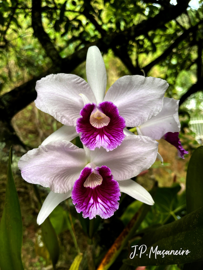 Cattleya purpurata
