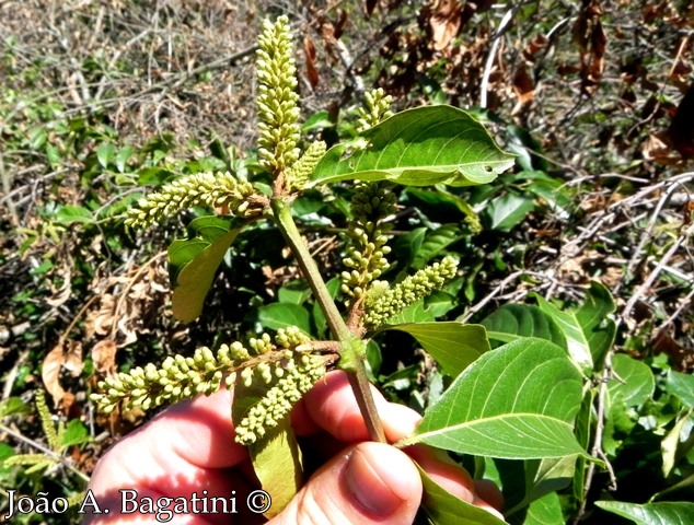 Combretum fruticosum