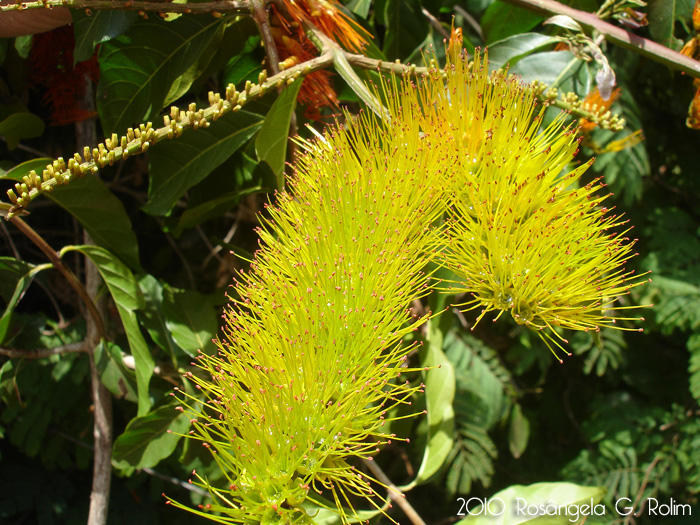 Combretum fruticosum