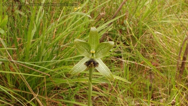 Geoblasta penicillata