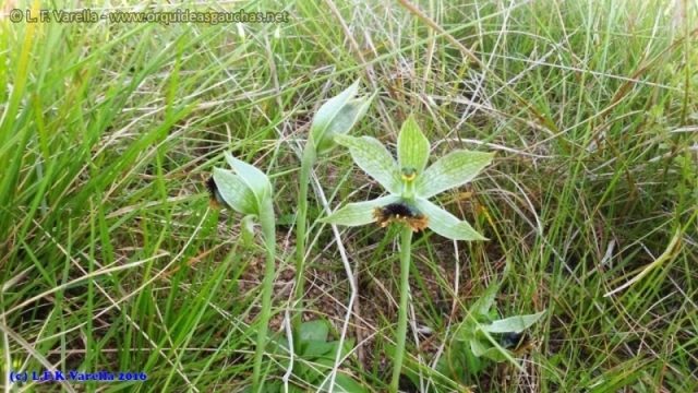 Geoblasta penicillata