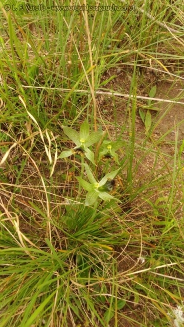 Geoblasta penicillata