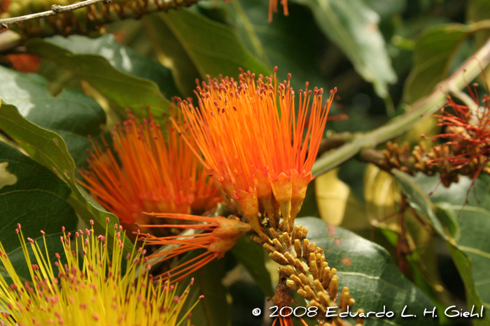 Combretum fruticosum