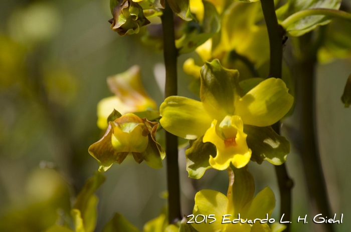 Cyrtopodium flavum