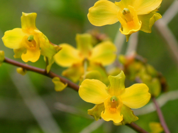 Cyrtopodium flavum