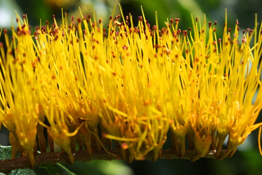 Combretum fruticosum