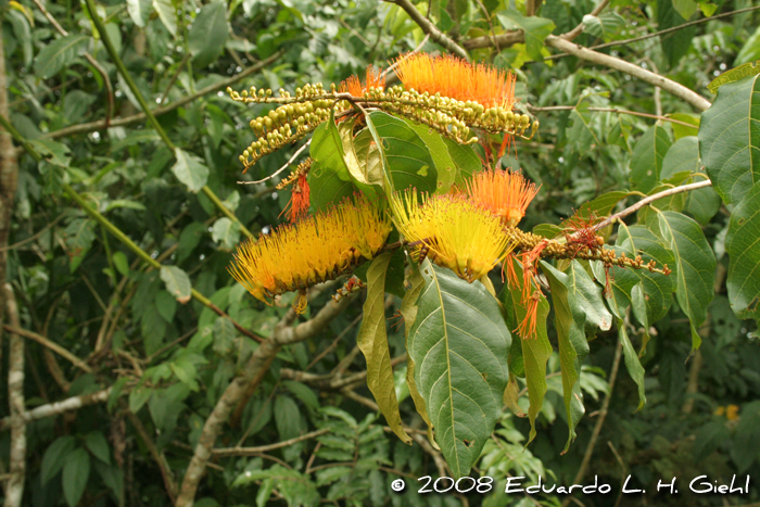 Combretum fruticosum