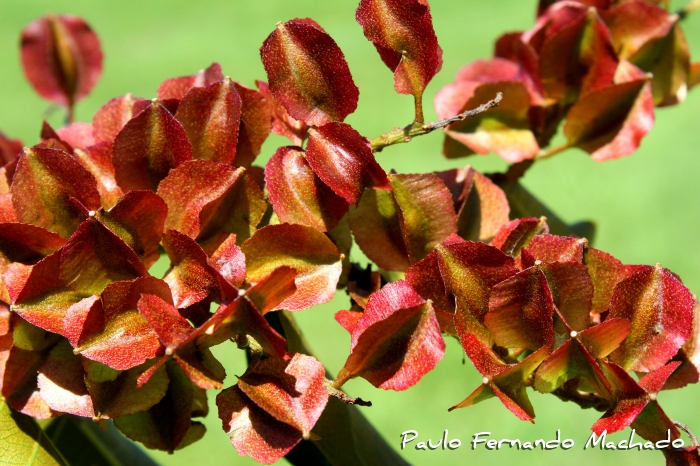 Combretum fruticosum