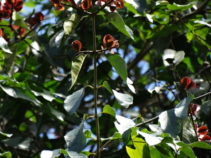 Combretum fruticosum