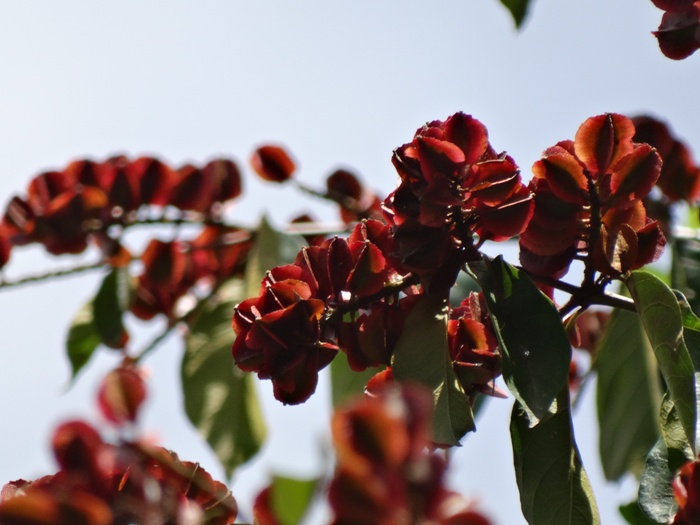 Combretum fruticosum