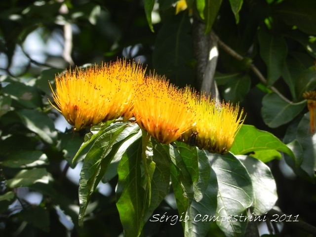 Combretum fruticosum