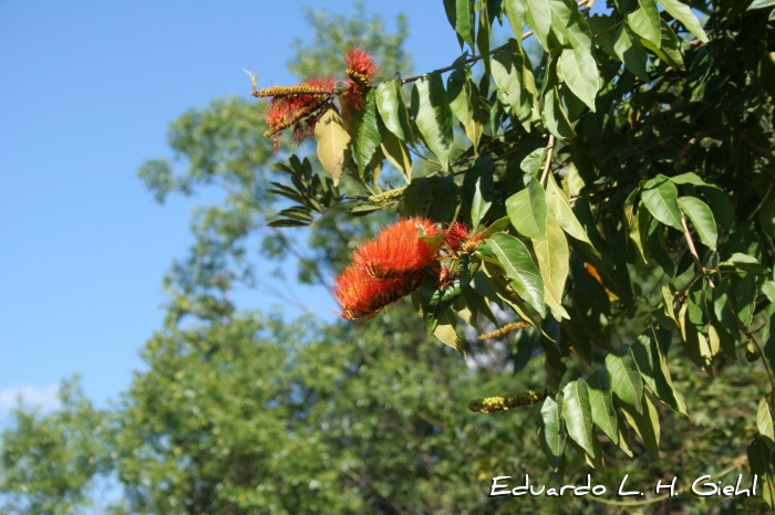 Combretum fruticosum