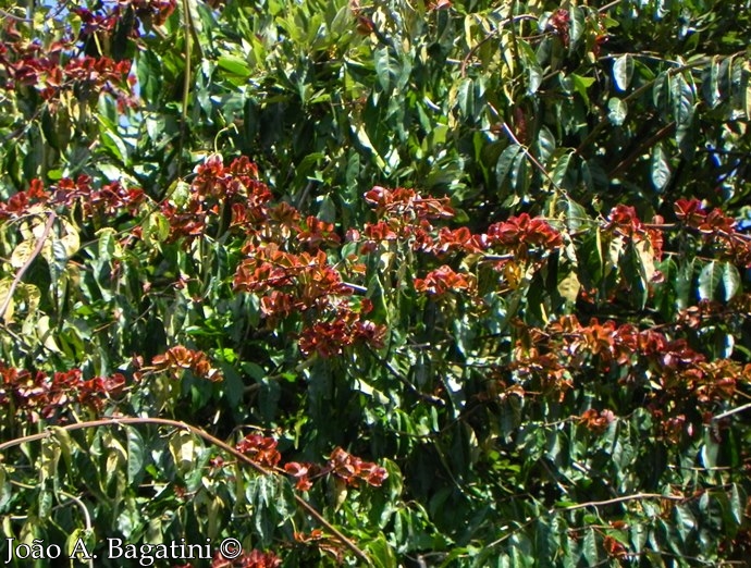 Combretum fruticosum
