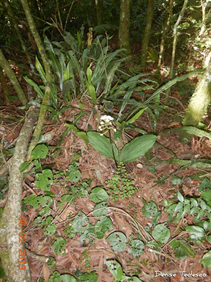 Govenia utriculata