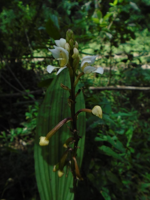 Govenia utriculata