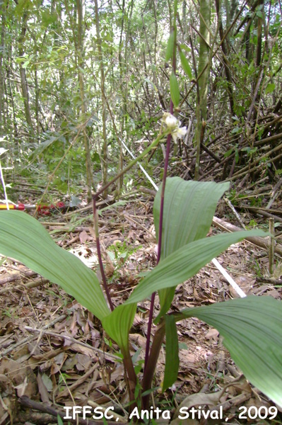 Govenia utriculata