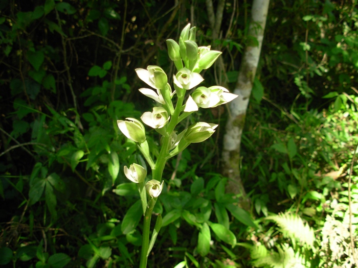 Chloraea membranacea