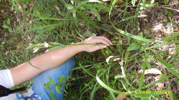 Chloraea membranacea