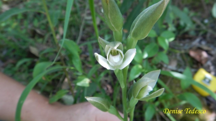 Chloraea membranacea