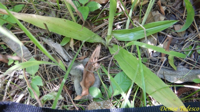 Chloraea membranacea