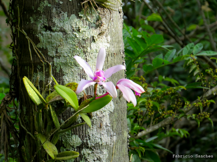 Cattleya intermedia