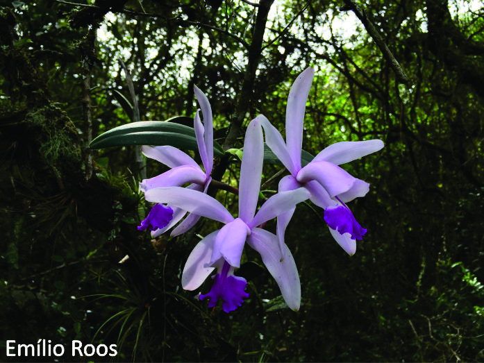 Cattleya intermedia