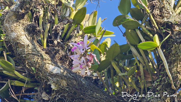 Cattleya intermedia