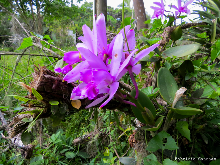 Cattleya intermedia