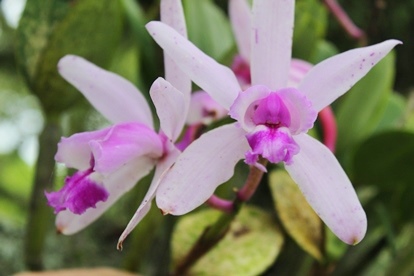 Cattleya intermedia