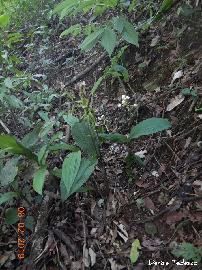 Govenia utriculata