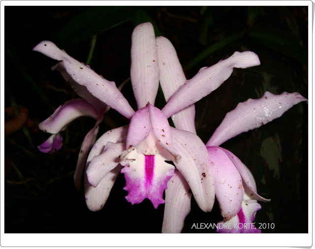 Cattleya intermedia