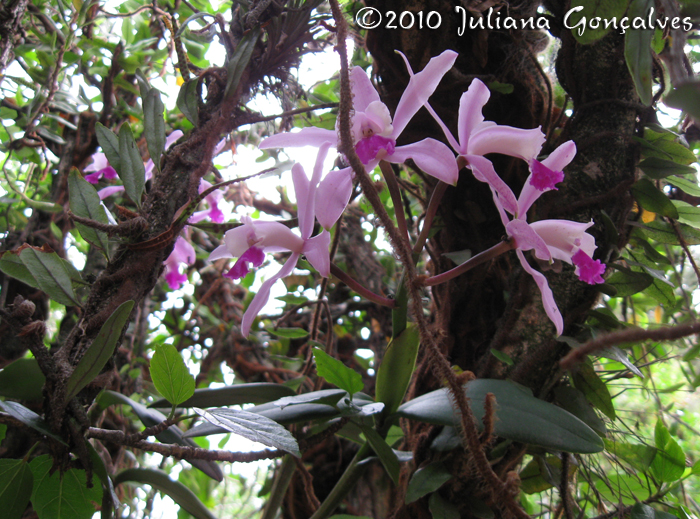 Cattleya intermedia