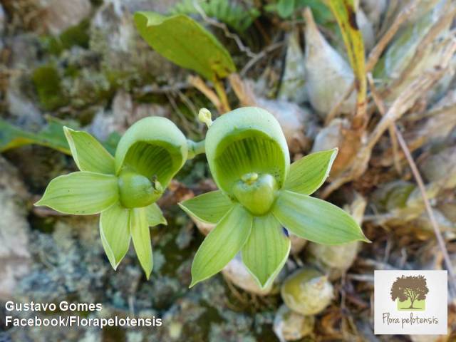 Catasetum atratum