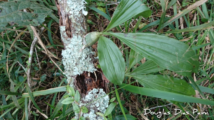 Catasetum atratum