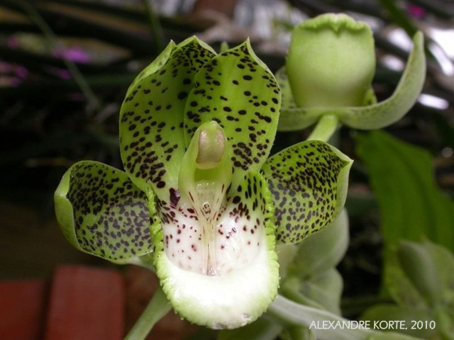 Catasetum atratum