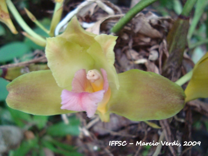 Bifrenaria harrisoniae