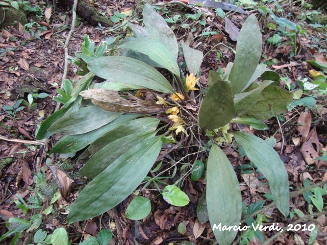 Bifrenaria harrisoniae