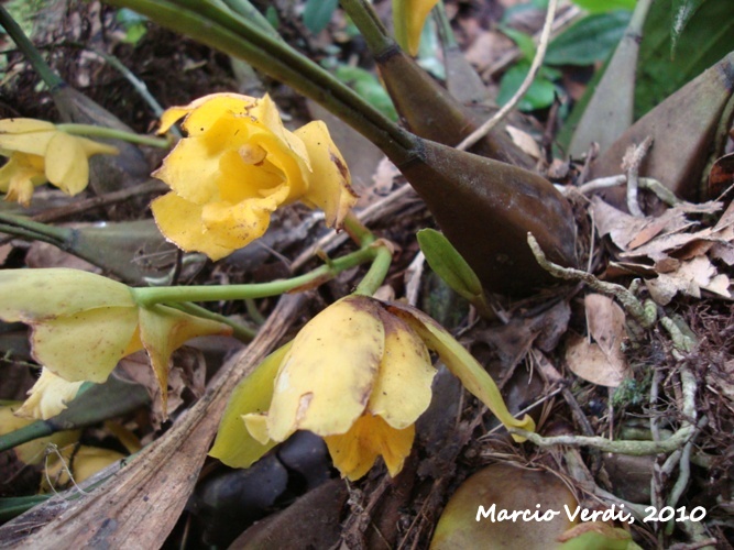 Bifrenaria harrisoniae