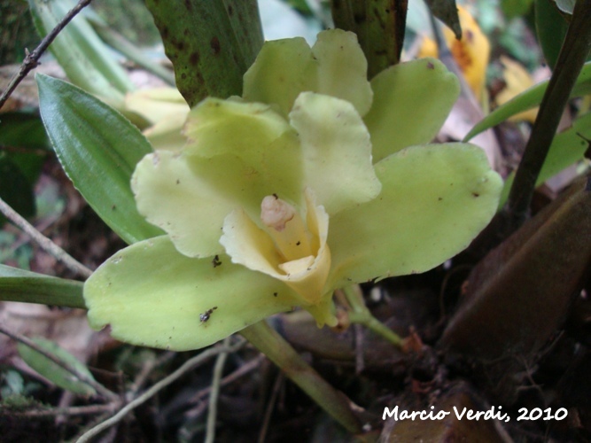 Bifrenaria harrisoniae