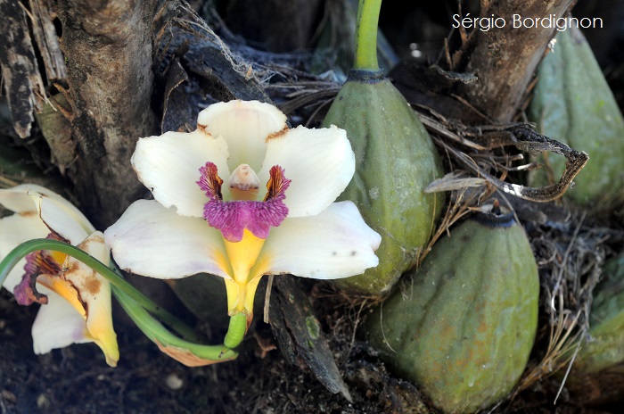 Bifrenaria harrisoniae