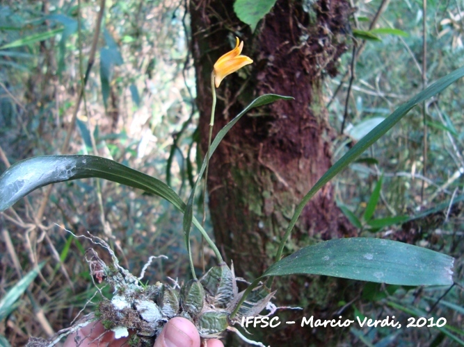 Bifrenaria aureofulva